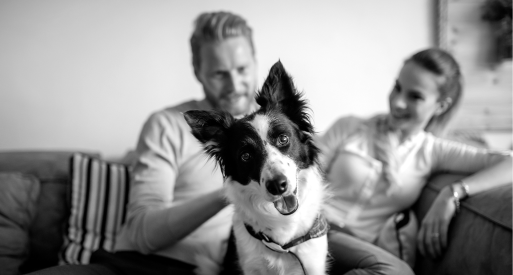 But who gets the dog? Do we finally have an answer?